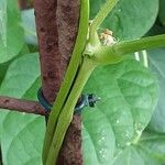 Phaseolus vulgaris പുറംതൊലി