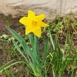 Narcissus pseudonarcissus Blomma