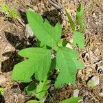 Toxicodendron radicans Листок