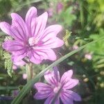 Malva setigeraFlower