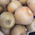 Malus domestica ᱡᱚ