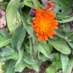 Pilosella aurantiaca पत्ता