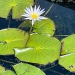 Nymphaea elegans Floare