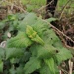 Scrophularia scorodonia Leaf