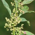 Chenopodium polyspermum 花