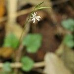 Ainsliaea apiculata