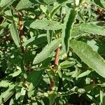 Cistus ladanifer برگ