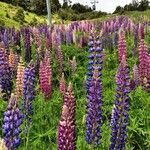 Lupinus × regalis Fiore