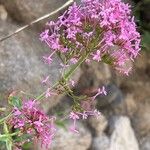 Valeriana lecoqii Flower