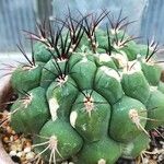 Gymnocalycium pflanzii Leaf