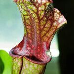 Sarracenia purpurea 葉