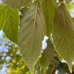 Quercus glauca Folha