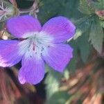 Geranium sylvaticum Fleur