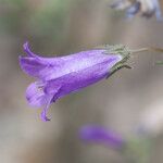 Campanula sibirica Flor