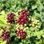 Aralia racemosa Fruit