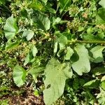 Rumex spinosus Leaf