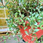 Kalanchoe manginii Хабит