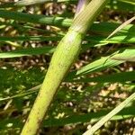 Chaerophyllum bulbosum Rhisgl