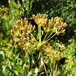 Bupleurum fruticosum Fruit