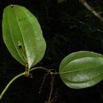 Smilax anceps برگ