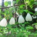 Halesia carolina Blomst