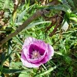 Tulipa lortetii Blüte