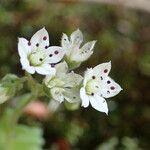 Sedum hirsutum Fula