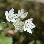 Sedum hirsutum Blüte