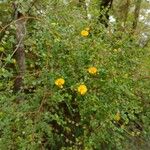 Bossiaea lenticularis