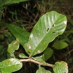 Davilla nitida Yaprak