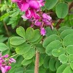 Indigofera heterantha Leaf