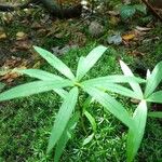 Galium aristatum Fulla