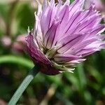 Allium schoenoprasum Virág