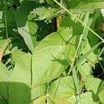 Calystegia silvatica Leaf