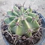 Ferocactus herrerae Foglia