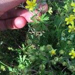 Potentilla supina Ліст