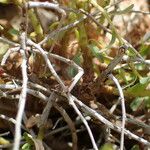 Euphorbia spinosa Écorce