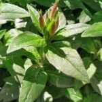 Oenothera fruticosa Folla