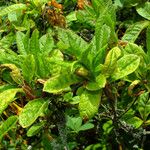 Rhododendron luteum برگ