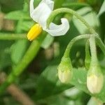 Solanum douglasii 花