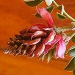 Indigofera schimperi 花