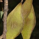 Lonchocarpus felipei