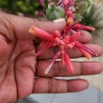 Hesperaloe parviflora Flower