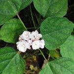 Clerodendrum chinenseЦветок