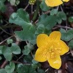 Caltha palustrisBlüte