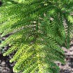 Araucaria nemorosa Hoja