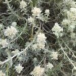 Teucrium dunense Hoja