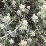 Teucrium dunense List