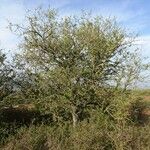 Pyrus spinosa Habitus