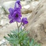 Aconitum napellusFlor